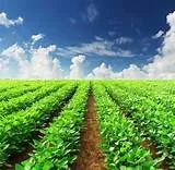 FG UNVEILS AGRIC REFORMS, MOVES TO CREATE 21 MILLION JOBS