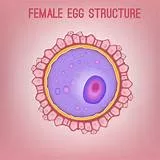 OUTRAGEOUS! FERTILITY CLINICS PREY ON YOUNG FEMALES IN NIGERIAN UNIVERSITIES TO SELL THEIR EGGS 1 th 2025 04 26T123809.178 1