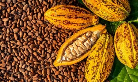 COCOA OVERTAKES CRUDE OIL AS NIGERIA'S MAJOR EXPORT TO BELGIUM IN 2024 1 OIP 54