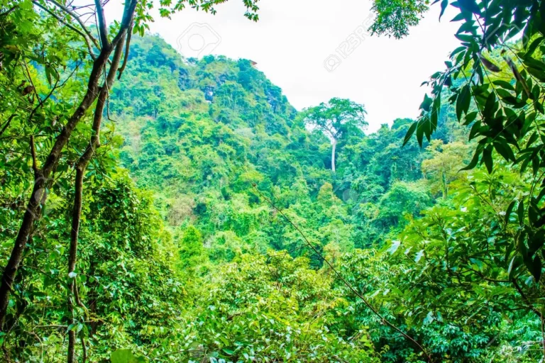 KIDNAPPED PASSENGERS ESCAPE AS BANDITS DOZE OFF IN FOREST