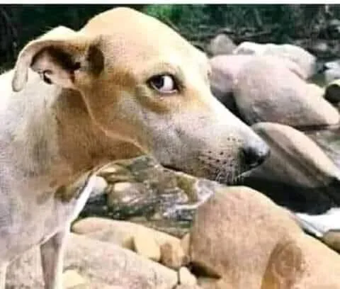 WORKERS FLEE FOR SAFETY AS STRAY DOG CAUSES PANIC IN EBONYI GOVERNMENT HOUSE